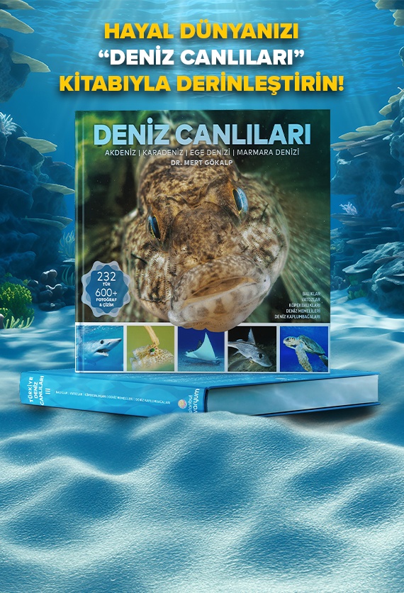 İstanbul Akvaryum Slider