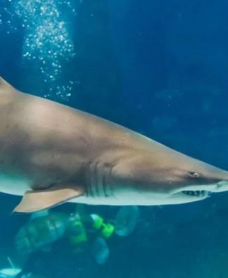 SAND TIGER<br>SHARK