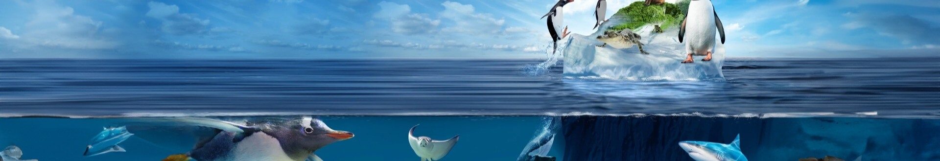 NAPOLEON FISH